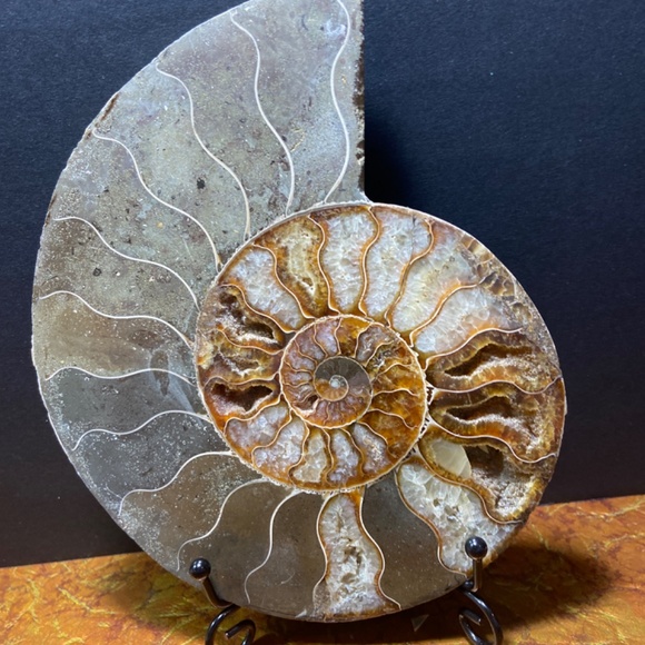 Ammonite fossil slice 577 g = 1.29 lbs 7"x6"  natural fossil healing - Picture 4 of 7